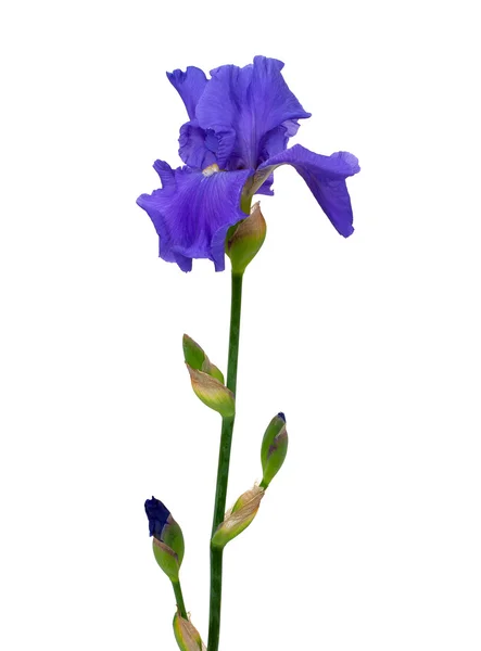 Beyaz arka plan üzerinde izole mavi iris — Stok fotoğraf