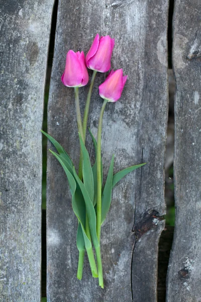 Tulipes sur table en bois — Photo