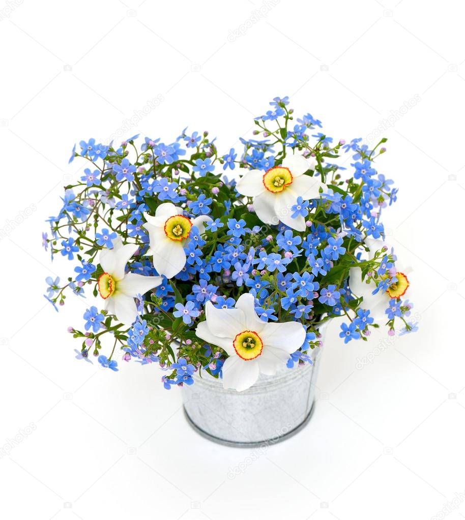 forget-me-not and narcissus flowers over white