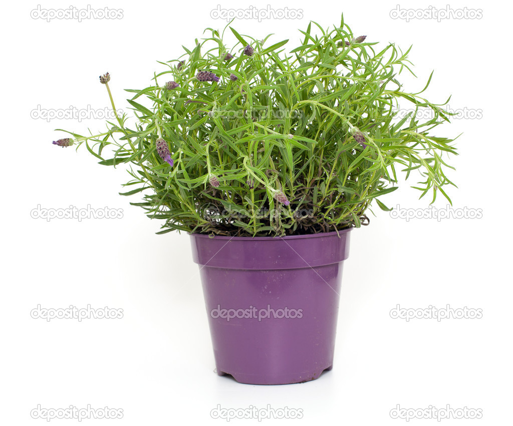 pot with lavender flowers