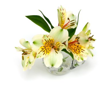alstroemeria çiçek, cam sürahi