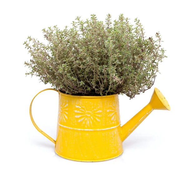 Thyme in pot — Stock Photo, Image