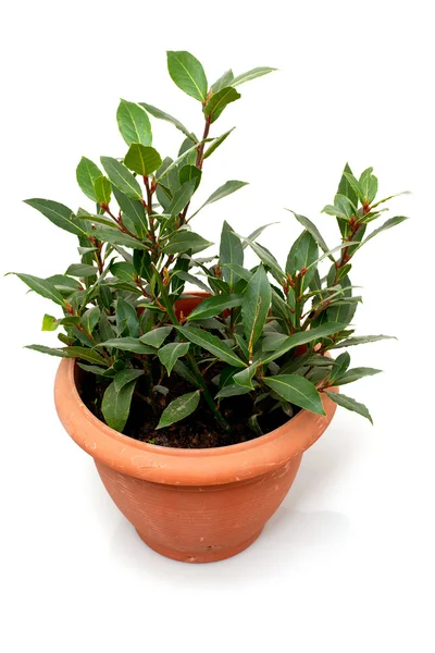 Laurel plant in pot — Stock Photo, Image