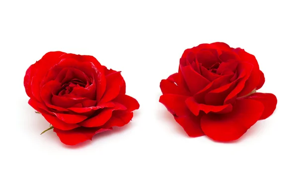 Dos hermosas rosas rojas — Foto de Stock