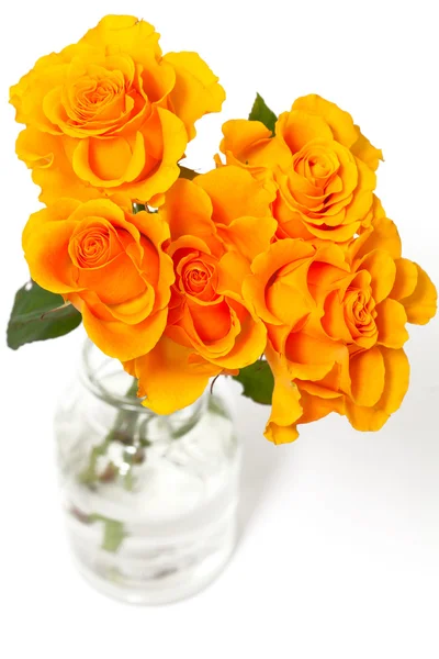 Oranžové růže nad bílá — Stock fotografie