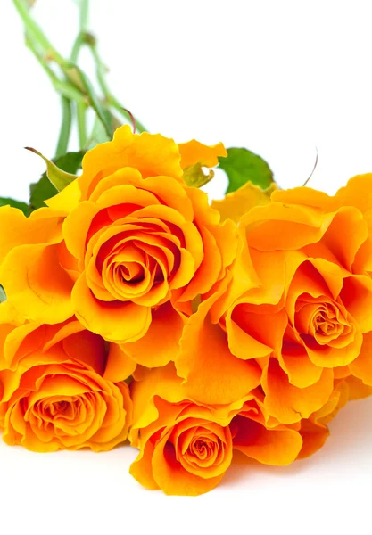 Πορτοκαλί τριαντάφυλλα πάνω από λευκό — Φωτογραφία Αρχείου