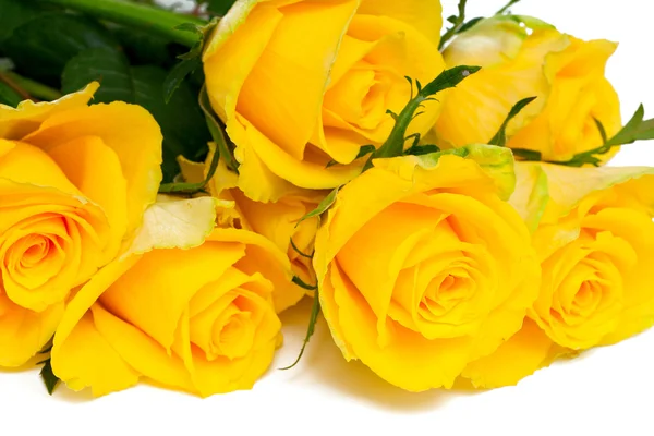 Orange roses over white — Stock Photo, Image