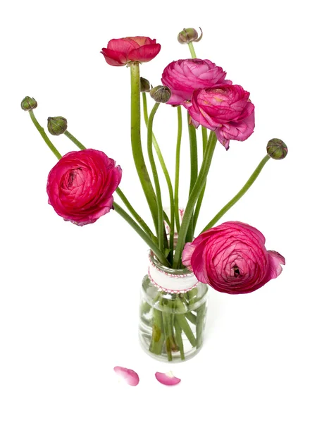 粉色毛茛属植物在玻璃花瓶里 — 图库照片