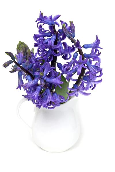 Modrý Hyacint — Stock fotografie
