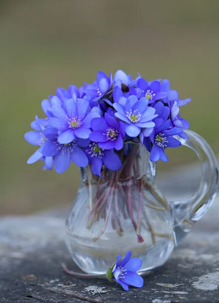 Liverwort flowers on wooden table — Stock Photo, Image