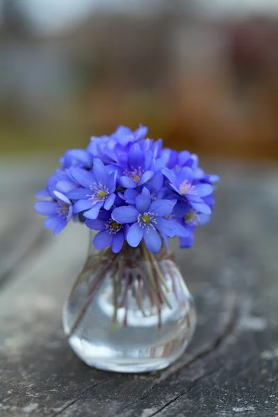 Liverwort květiny na dřevěný stůl — Stock fotografie