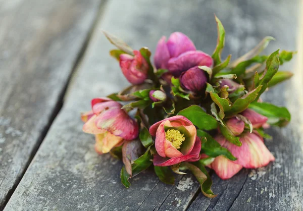 Helleborus çiçekler — Stok fotoğraf