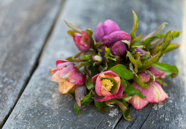 Flores de Heléboro — Fotografia de Stock