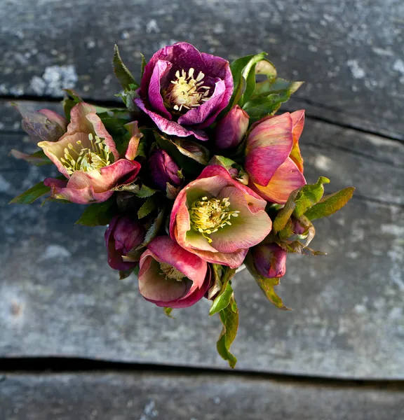 Helleborus flores — Foto de Stock