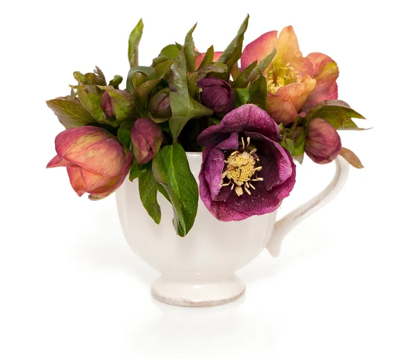 Helleborus bloemen — Stockfoto