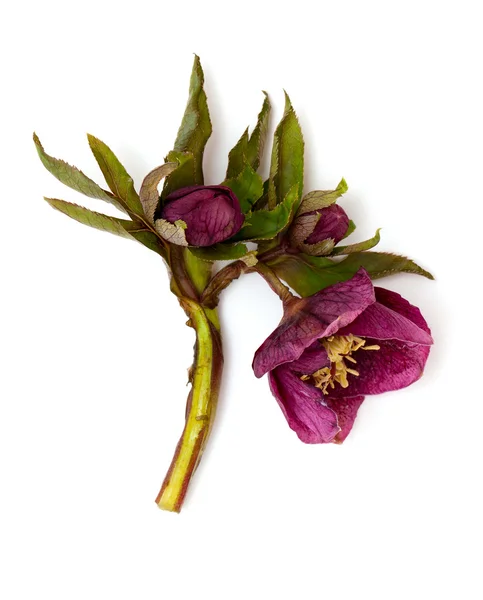Helleborus flowers — Stock Photo, Image
