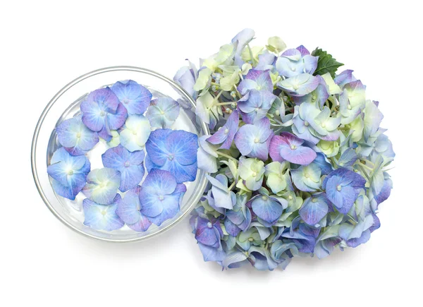 Blue Hydrangea — Stock Photo, Image