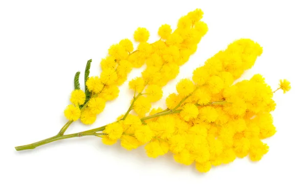 Branch of mimosa — Stock Photo, Image