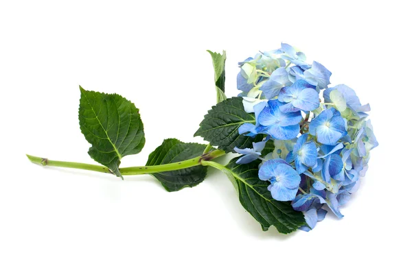 Hortênsia azul — Fotografia de Stock