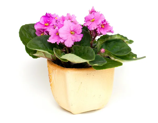 Pink violet flower in pot — Stock Photo, Image