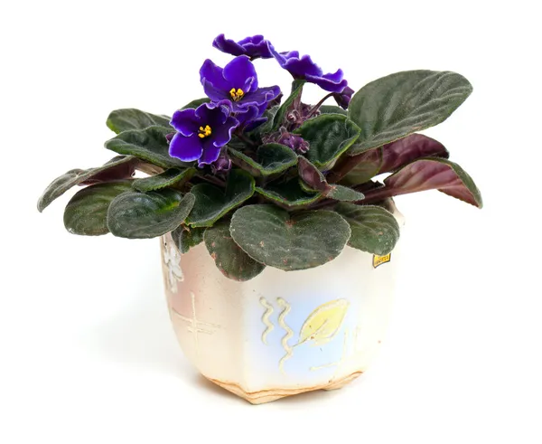 在锅中的紫罗兰花 — 图库照片