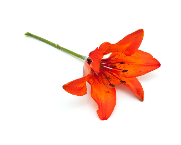Orange lilly — Stockfoto