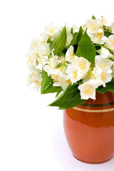 Flores de jasmim isoladas em fundo branco — Fotografia de Stock