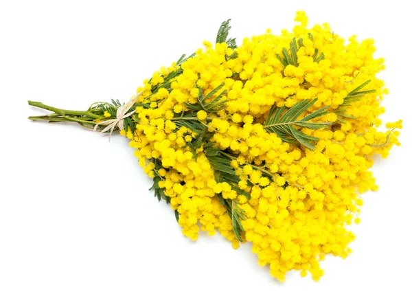 Um bando de flores de mimosa — Fotografia de Stock