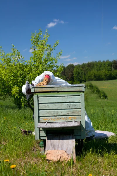 Včelař pracuje v jeho aplary — Stock fotografie