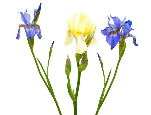 Iris kwiaty izolowane na białym tle — Zdjęcie stockowe