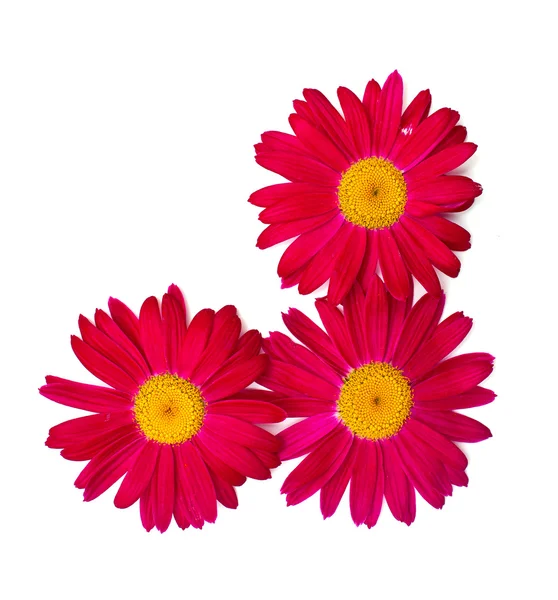 Pink daisy hranice — Stock fotografie