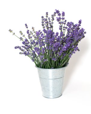 Beyaz arkaplanda lavanta izole edildi