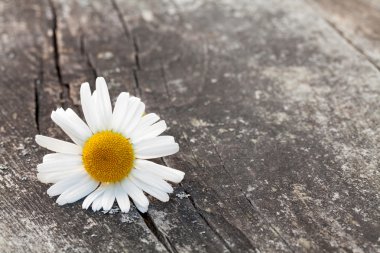 Papatya çiçek ahşap tablo