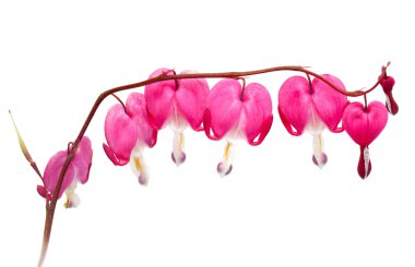 kalbi kanayan çiçek