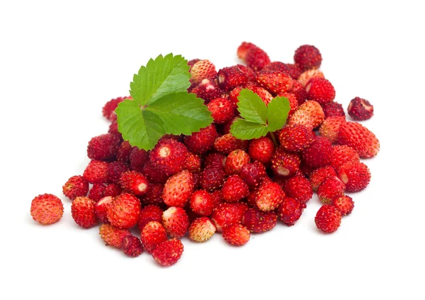 野草莓 — 图库照片