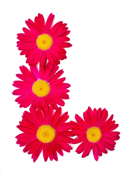 Pink daisy border — Stock Photo, Image