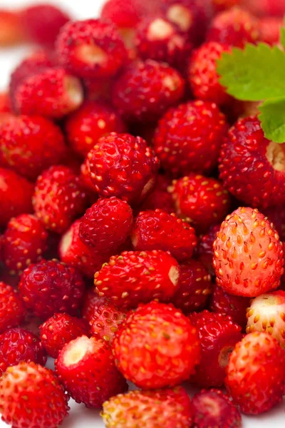 Wild strawberries — Stock Photo, Image