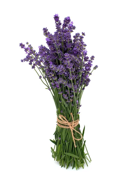 Lavendel geïsoleerd op witte achtergrond — Stockfoto