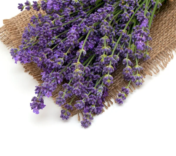 Lavendel geïsoleerd op witte achtergrond — Stockfoto