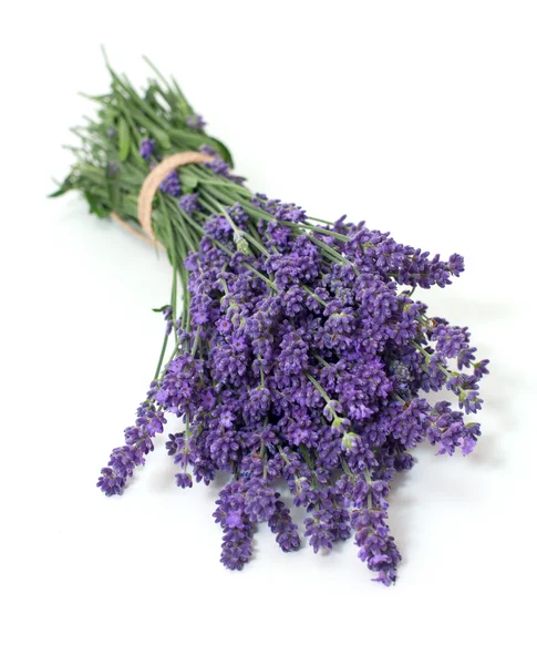 Lavanda aislada sobre fondo blanco — Foto de Stock