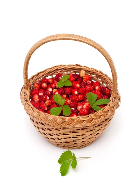 Fraises sauvages dans un panier isolé sur fond blanc — Photo