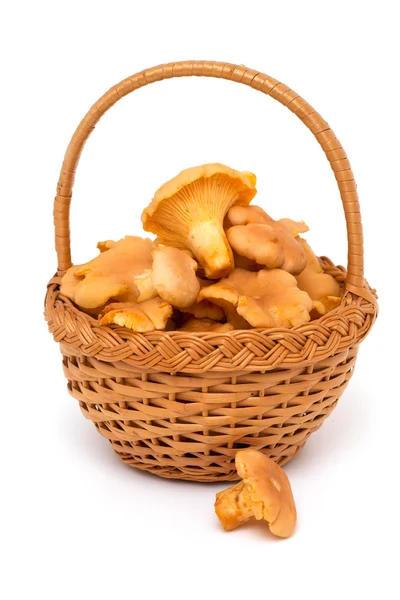 Basket with chanterelle mushrooms — Stock Photo, Image