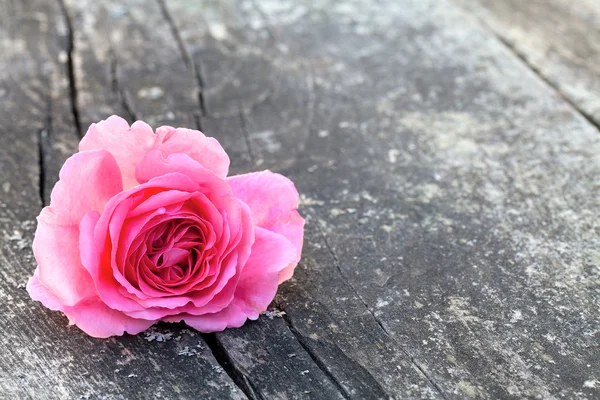 Pink rose op houten tafel — Stok fotoğraf