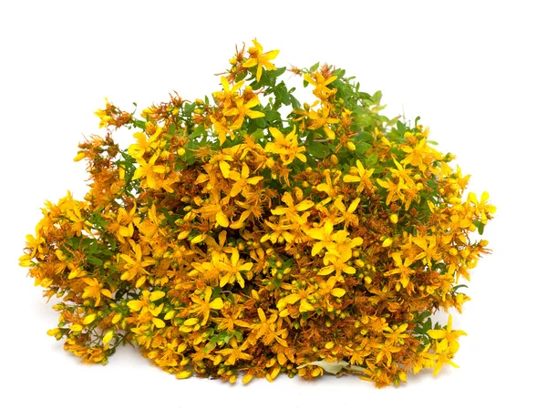 St. john's wort (hypericum perforatum, tutsan) bloemen over Wit — Stockfoto