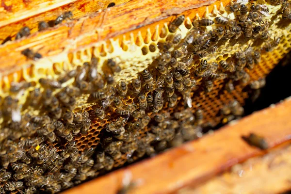 Miel y abejas melíferas — Foto de Stock