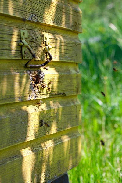 Vliegende honingbijen — Stockfoto