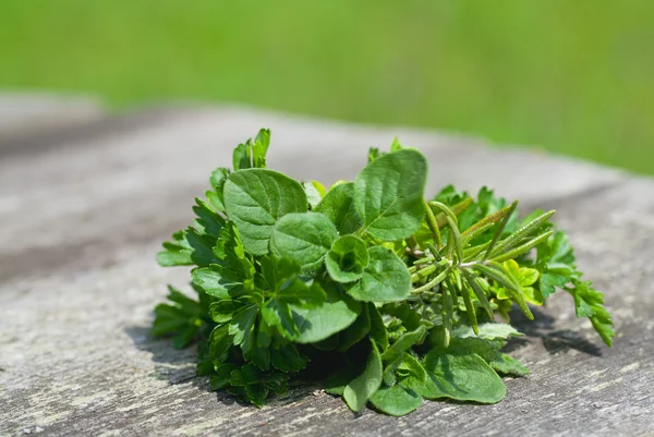 Herbs on wooden table in the garden — Stock Photo, Image