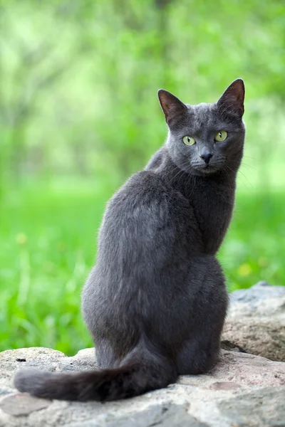 Сірий кіт насолоджується природою — стокове фото