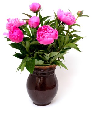 peonies vazo