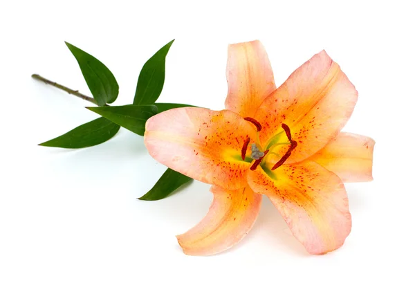 Roze en geel lily — Stockfoto